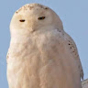 Meet your Posher, Connie